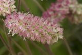 Sanguisorba tenuifolia. Соцветие. Сахалинская обл., Охинский р-н, окр. г. Оха, побережье Охотского моря, юго-западный берег залива Кету (Первая бухта), мириково-осоковый участок. 24.07.2017.