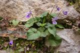 genus Viola. Цветущее растение. Абхазия, г. Новый Афон, гора Иверская, каменная стена. 07.03.2015.
