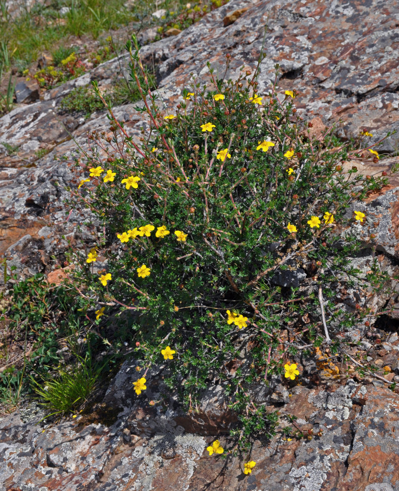 Image of Dasiphora fruticosa specimen.