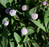 genus Acmella