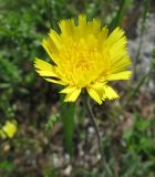 Leontodon biscutellifolius. Соцветие. Крым, Симферополь, Петровские скалы. 13 мая 2010 г.
