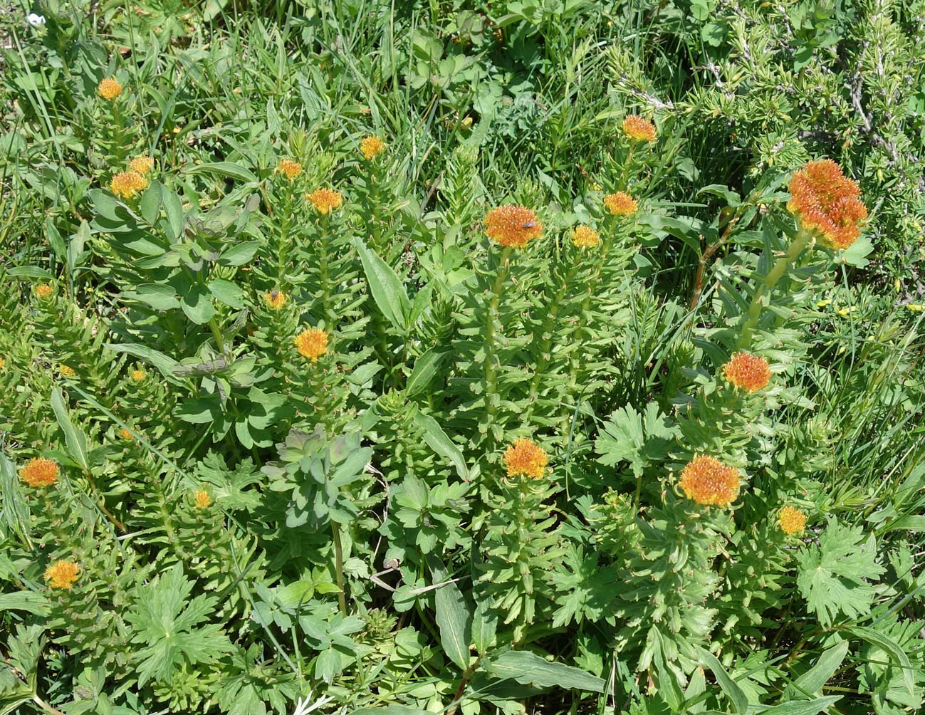 Изображение особи Rhodiola litwinowii.