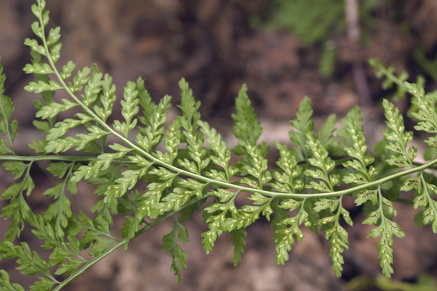 Изображение особи Asplenium incisum.