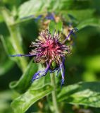 Centaurea montana