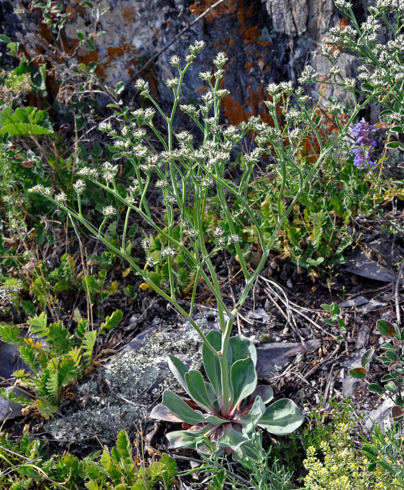 Image of Goniolimon speciosum specimen.