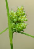 Carex bergrothii