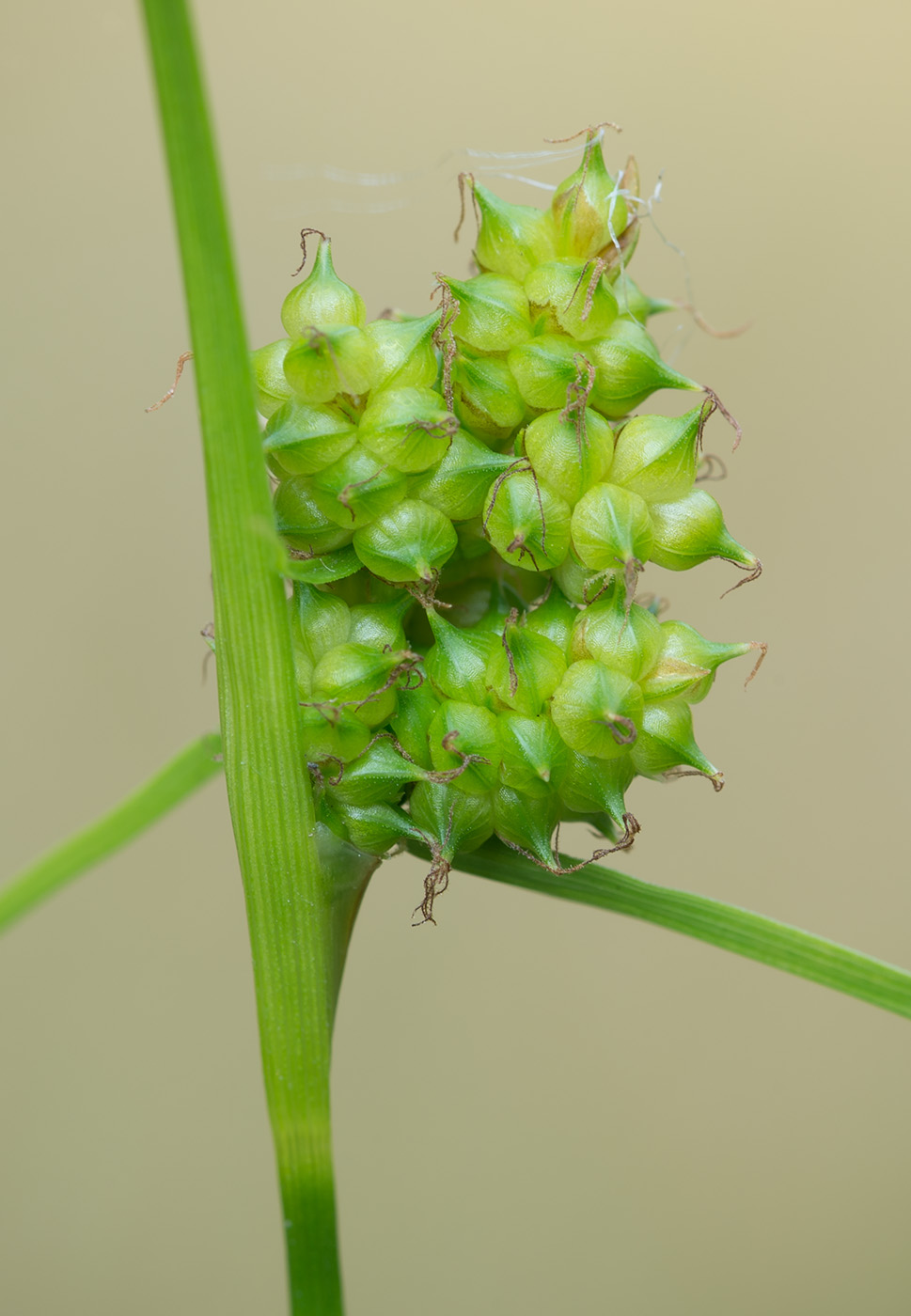Image of Carex bergrothii specimen.
