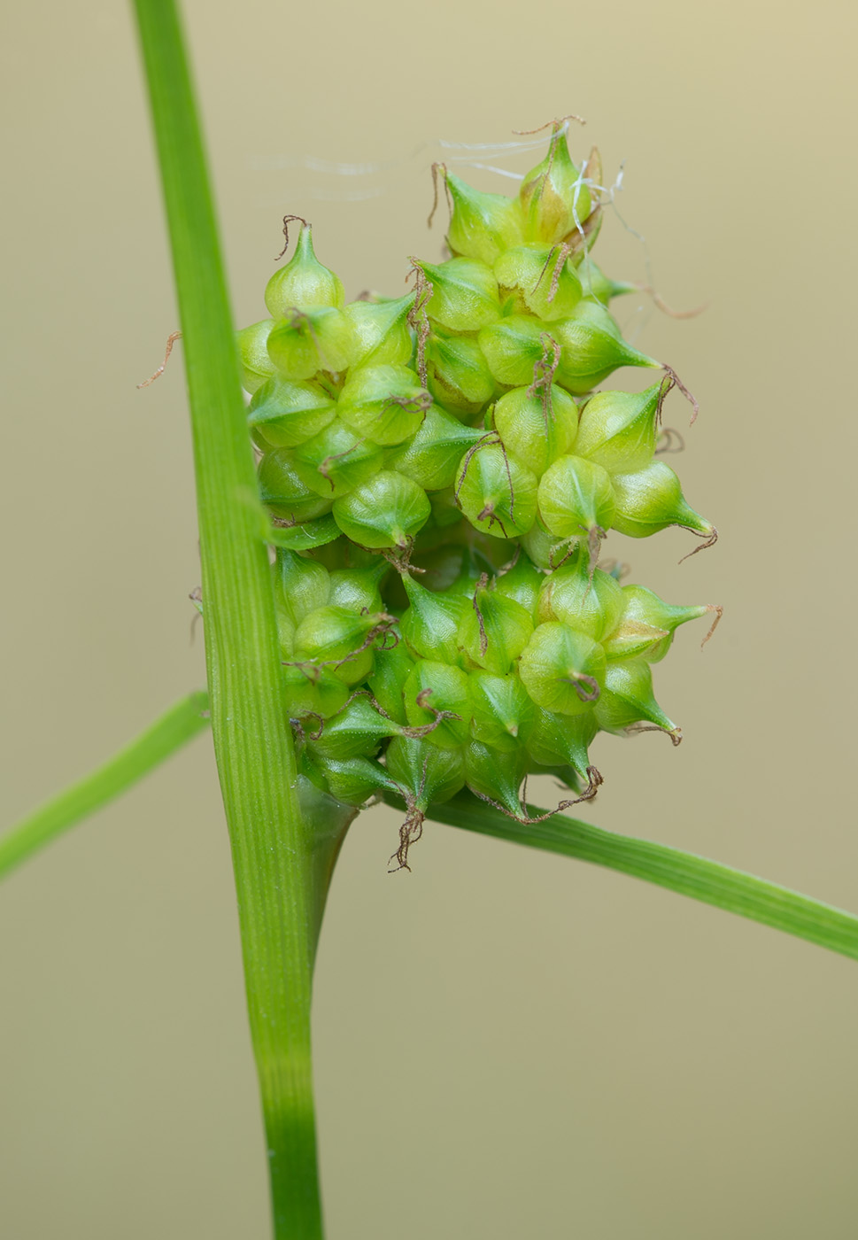 Изображение особи Carex bergrothii.