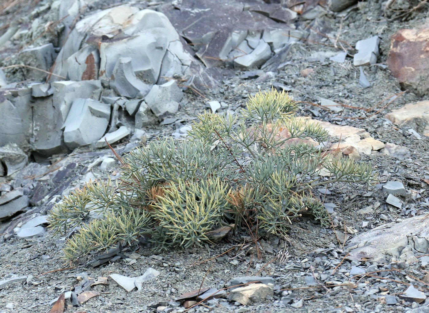 Image of Seseli ponticum specimen.