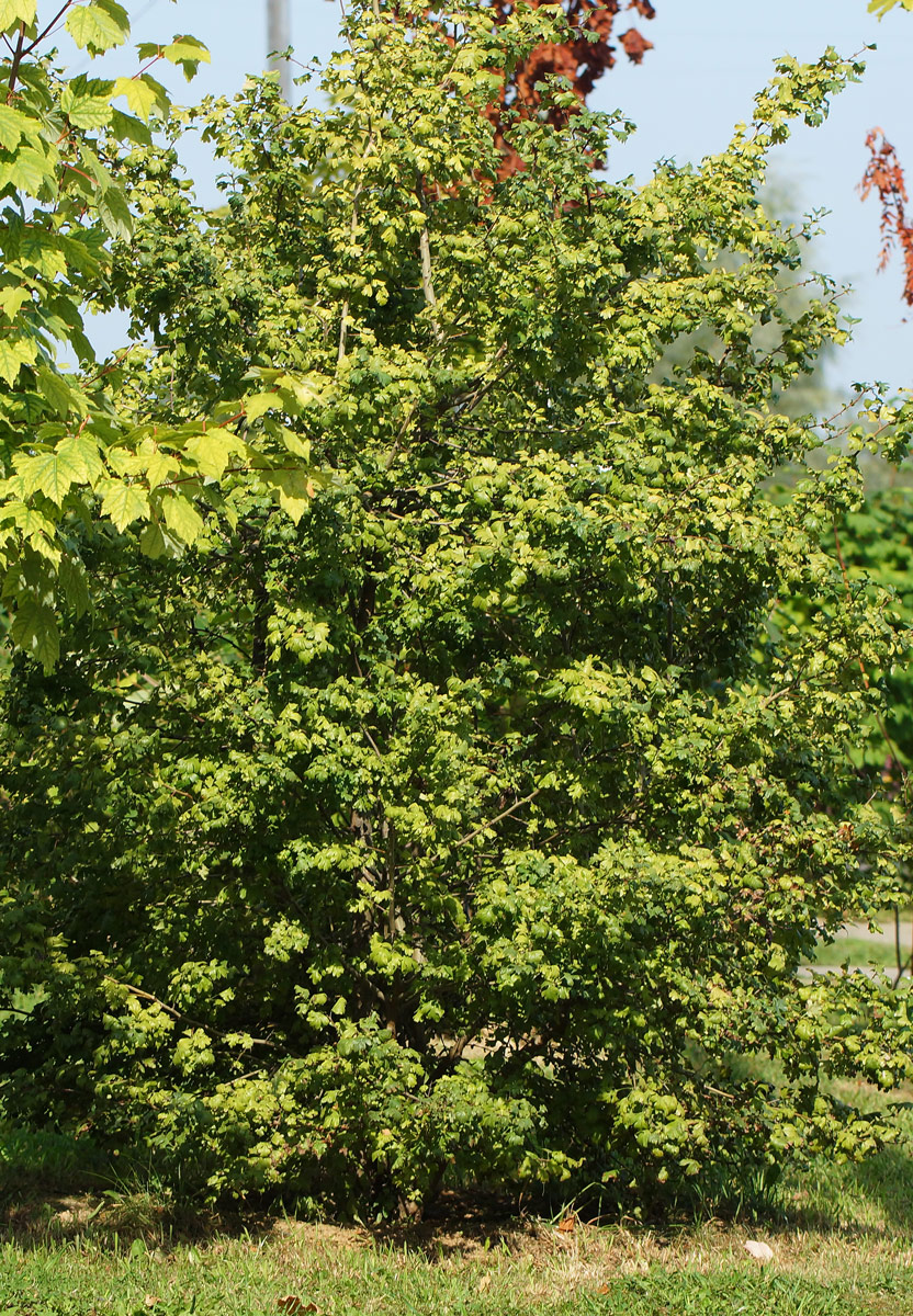 Image of genus Crataegus specimen.