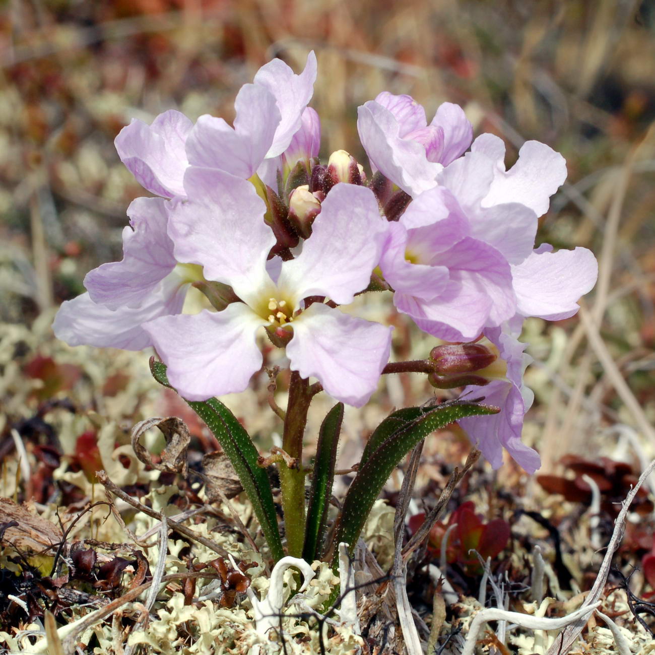 Image of Parrya nudicaulis specimen.