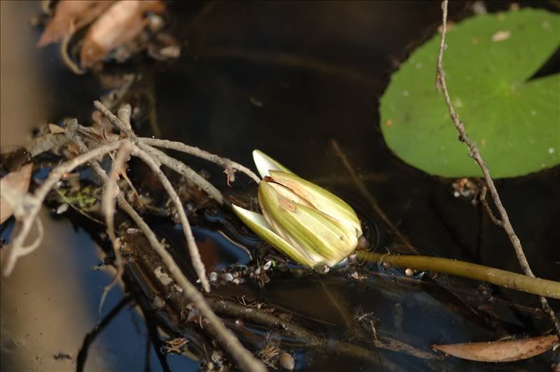 Image of genus Nymphaea specimen.