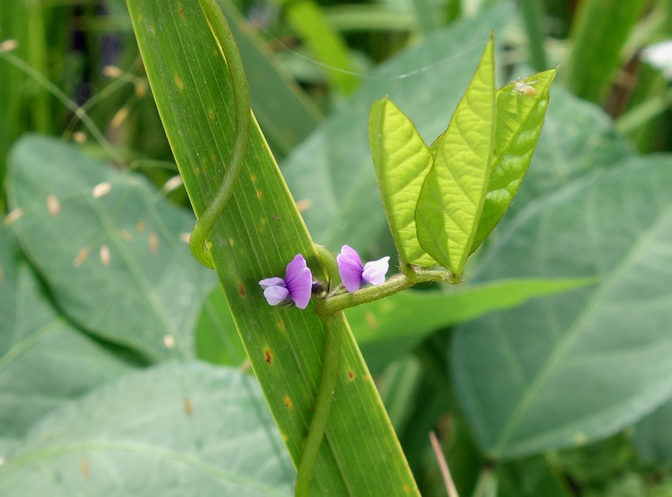 Изображение особи Glycine soja.