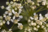 Cardaria draba