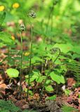 Dryopteris goeringiana