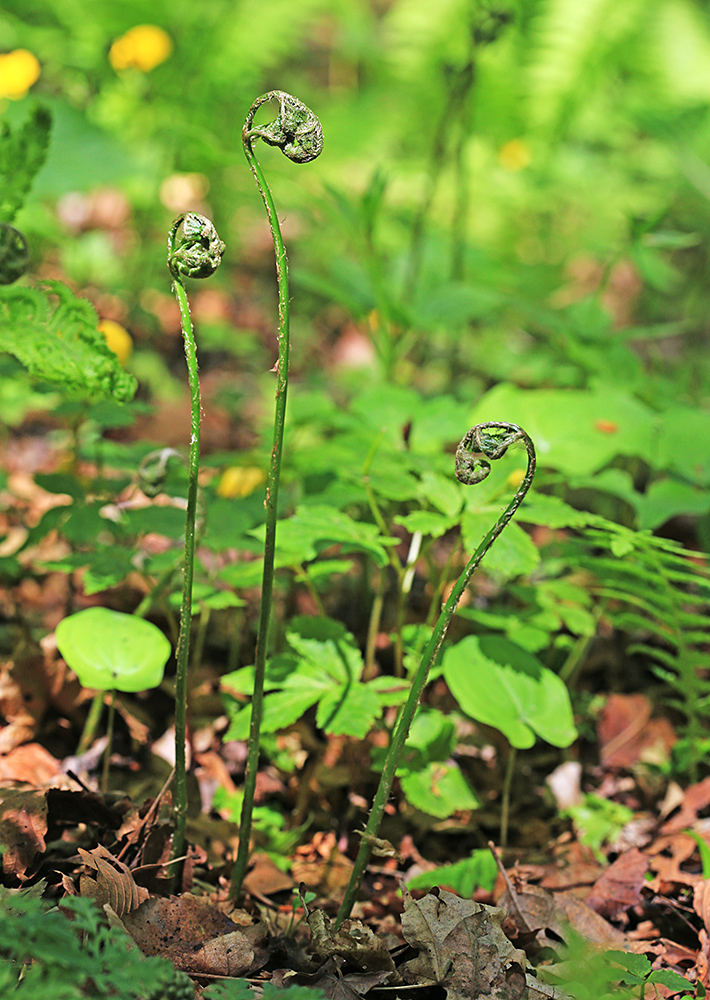 Image of Dryopteris goeringiana specimen.