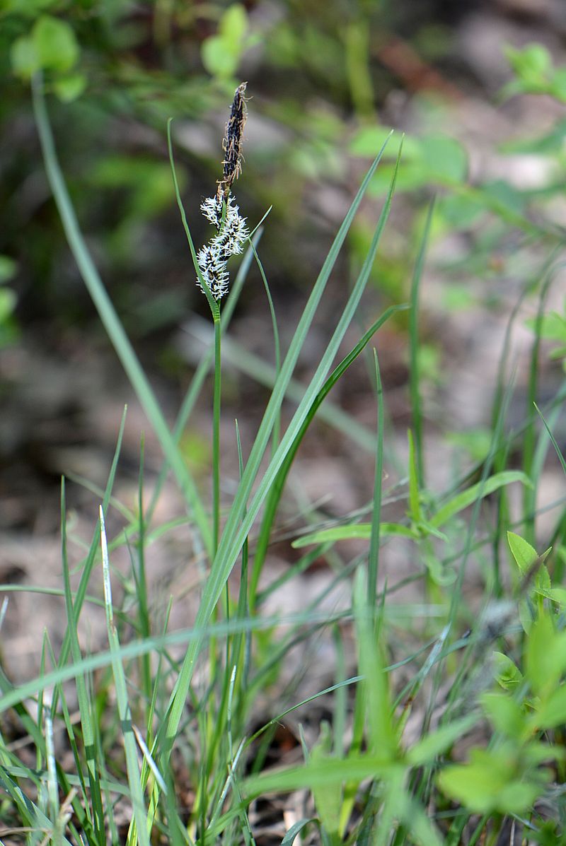 Изображение особи Carex nigra.