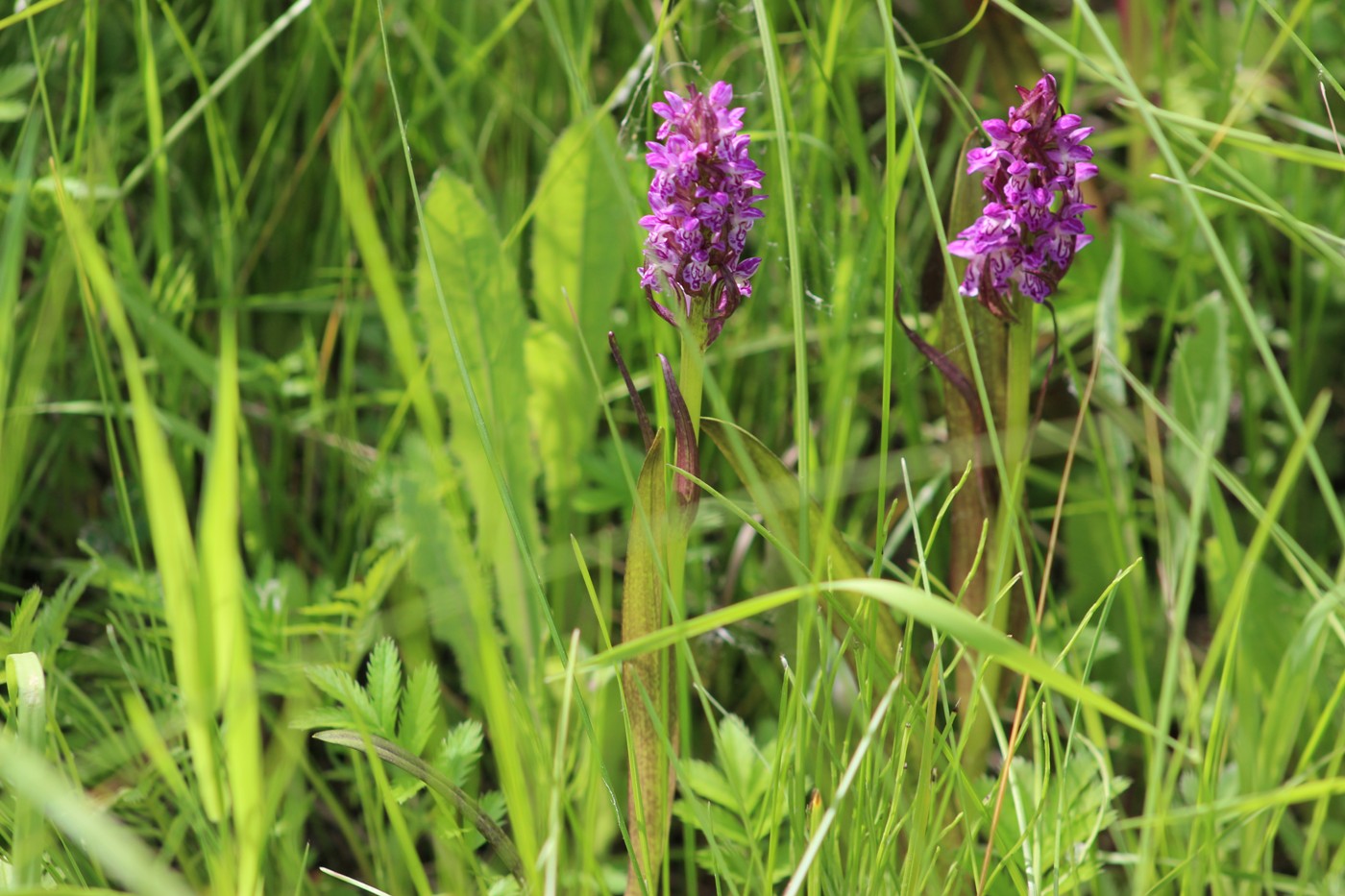 Изображение особи Dactylorhiza incarnata.