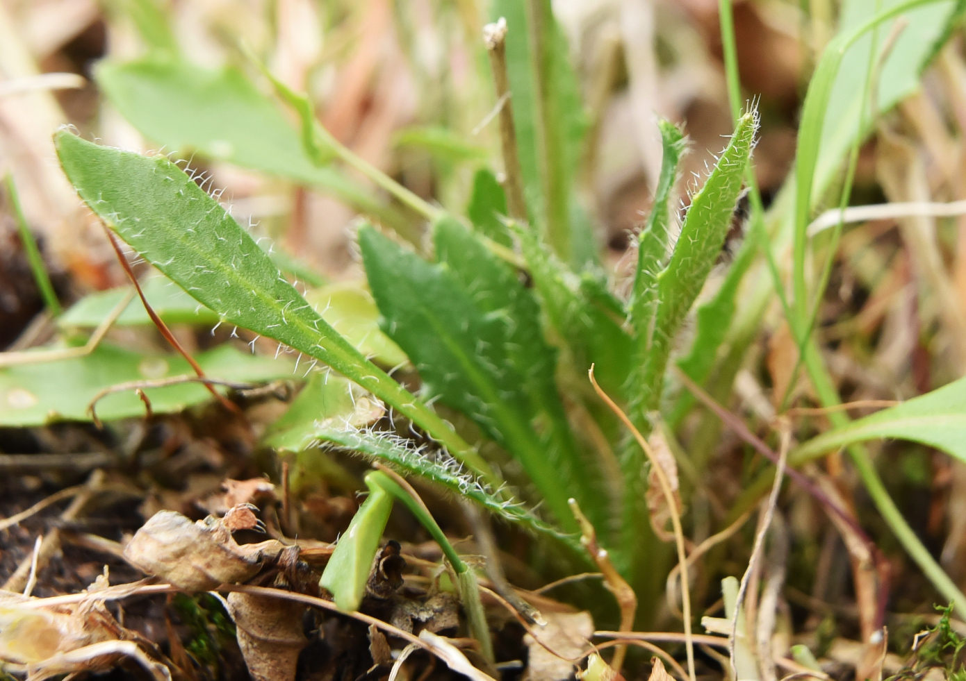 Изображение особи Arabidopsis petraea.