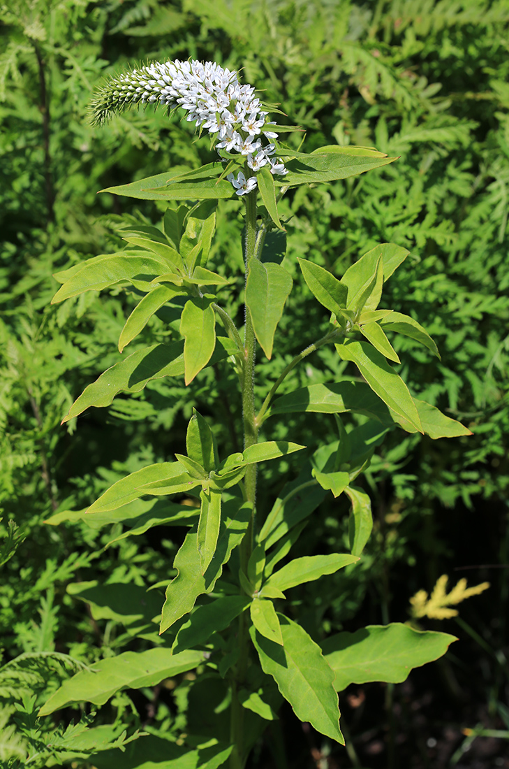 Изображение особи Lysimachia × volkovae.