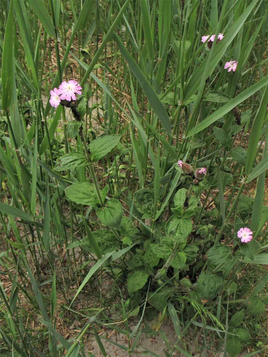 Image of Melandrium &times; dubium specimen.