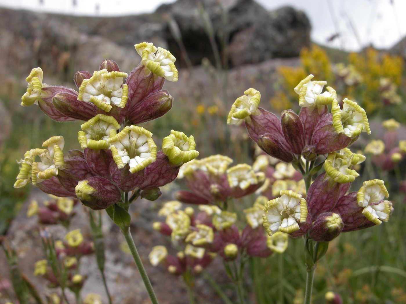 Изображение особи Silene cephalantha.