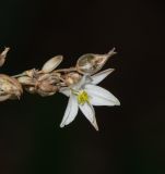 Chlorophytum saundersiae