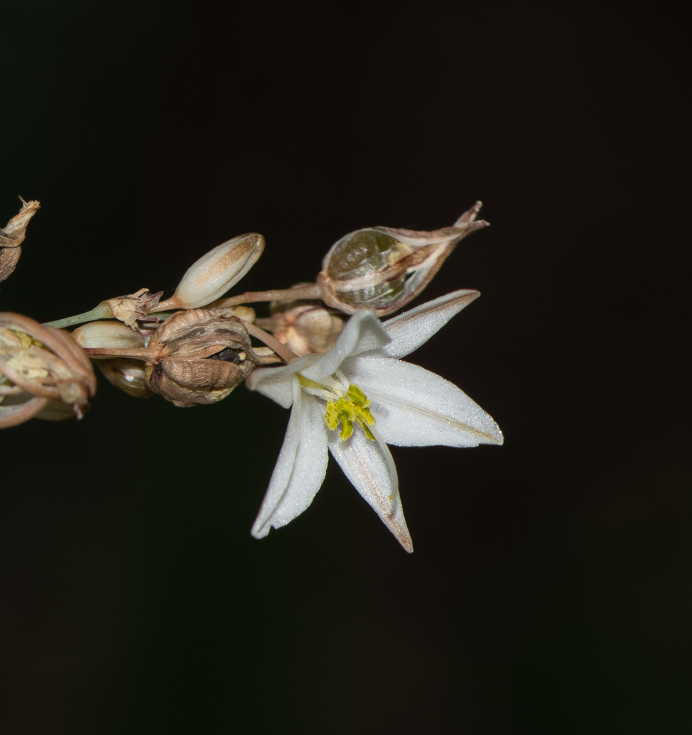 Изображение особи Chlorophytum saundersiae.