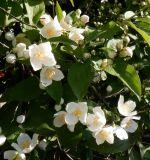 Philadelphus pubescens