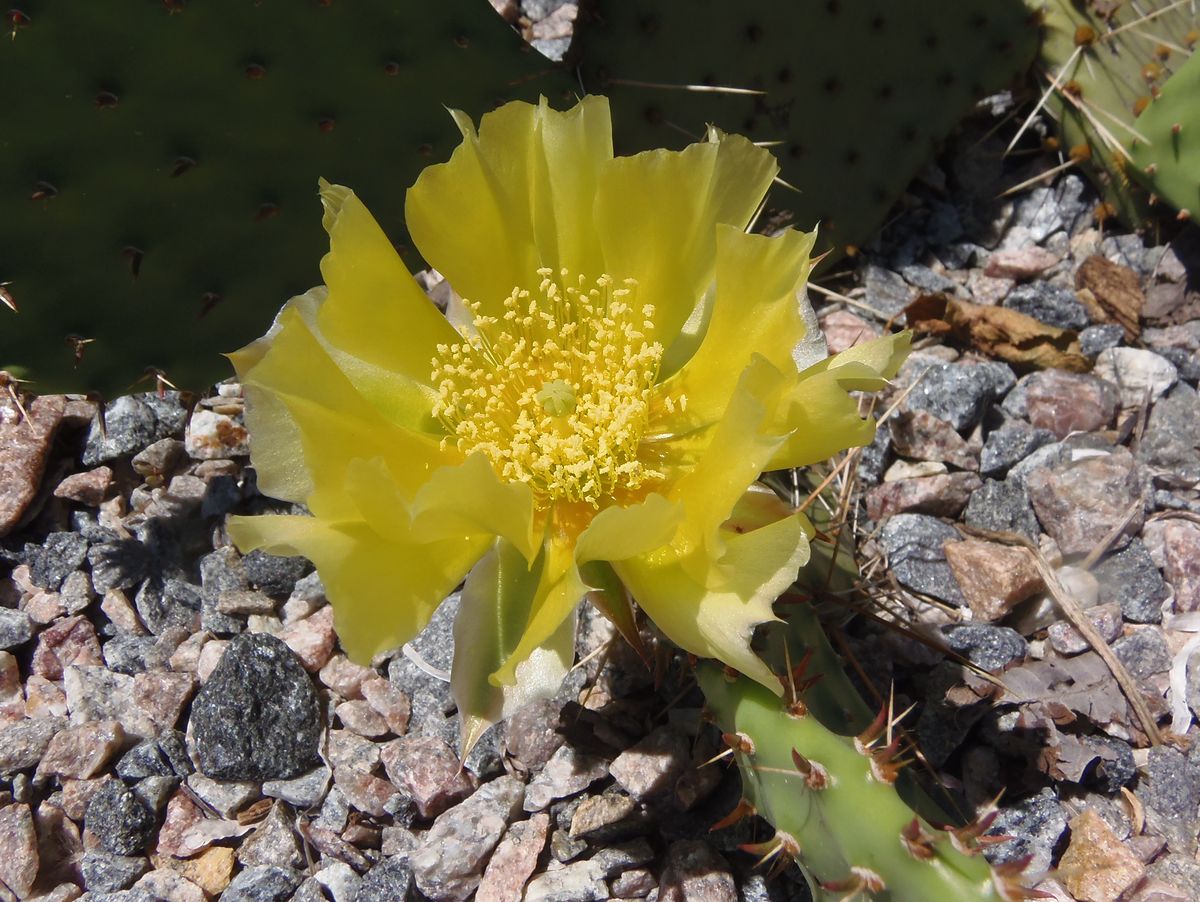 Image of genus Opuntia specimen.