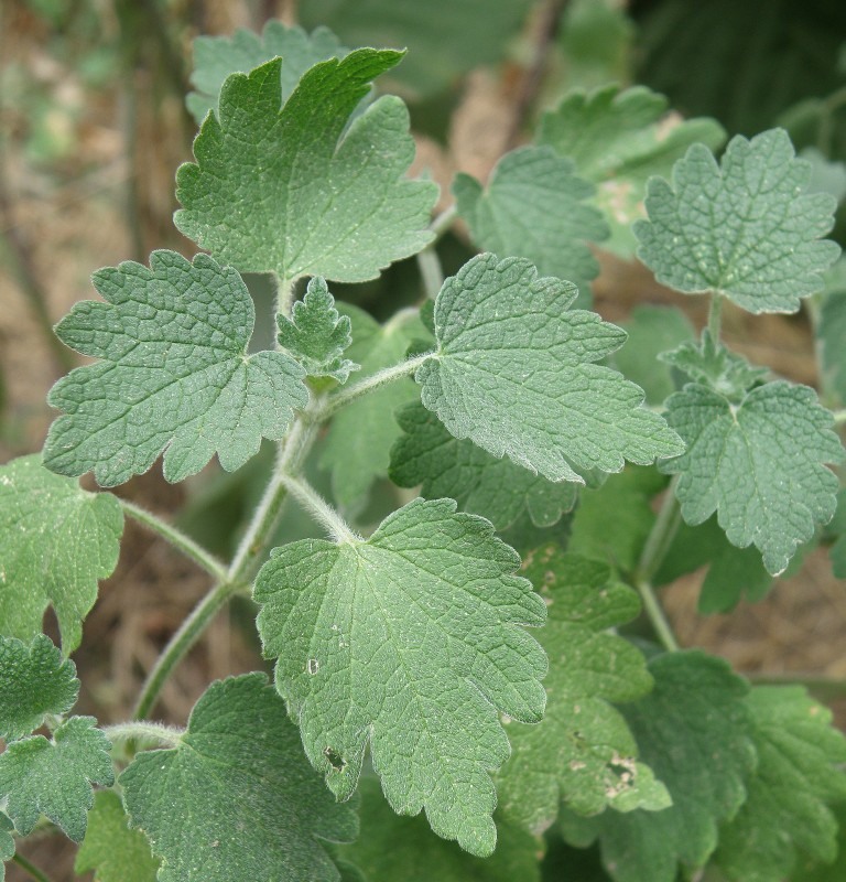 Image of Leonurus quinquelobatus specimen.