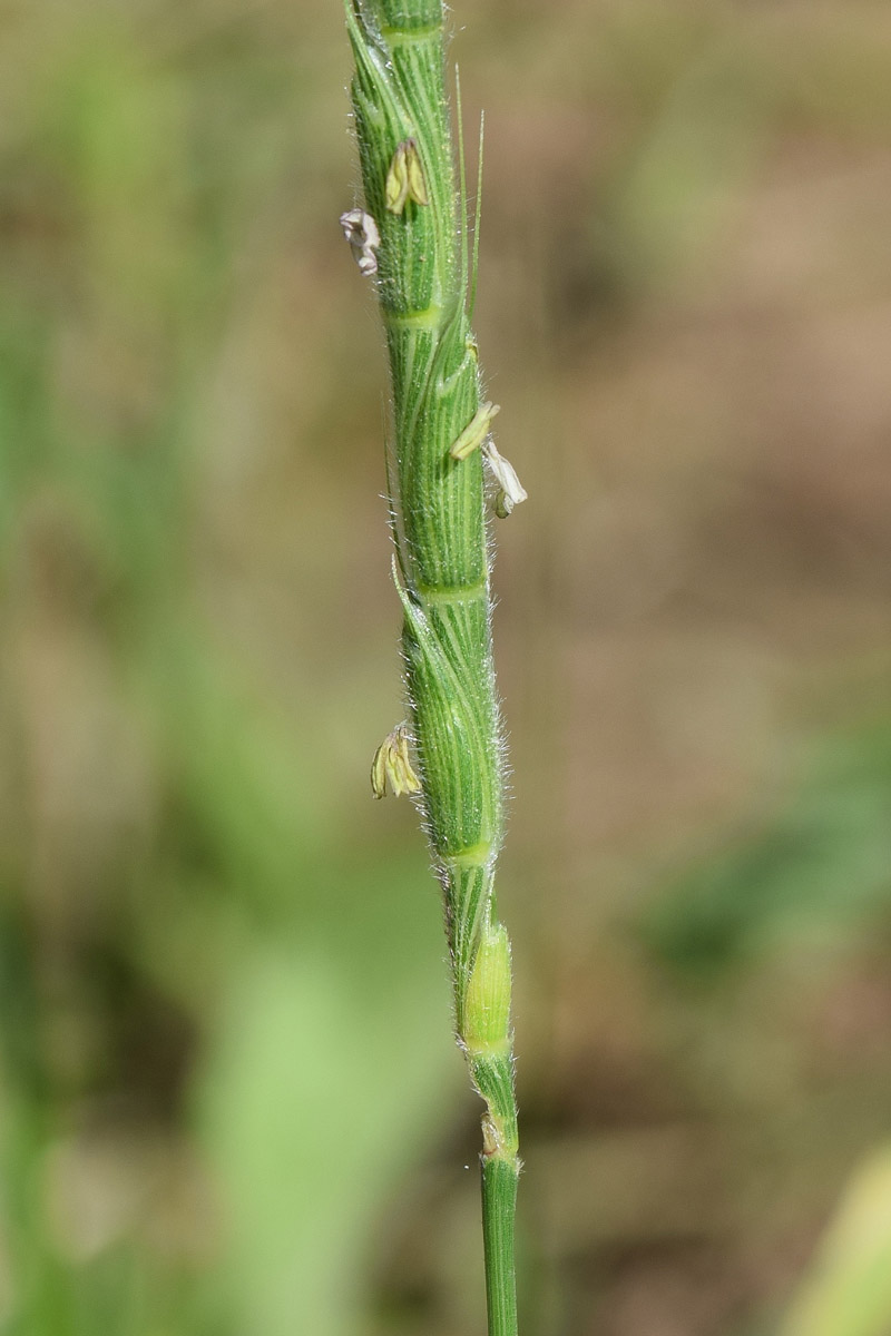 Изображение особи Aegilops cylindrica.