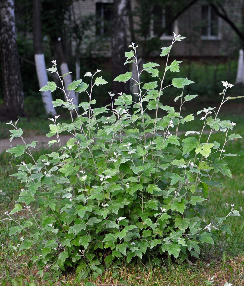 Изображение особи Populus alba.