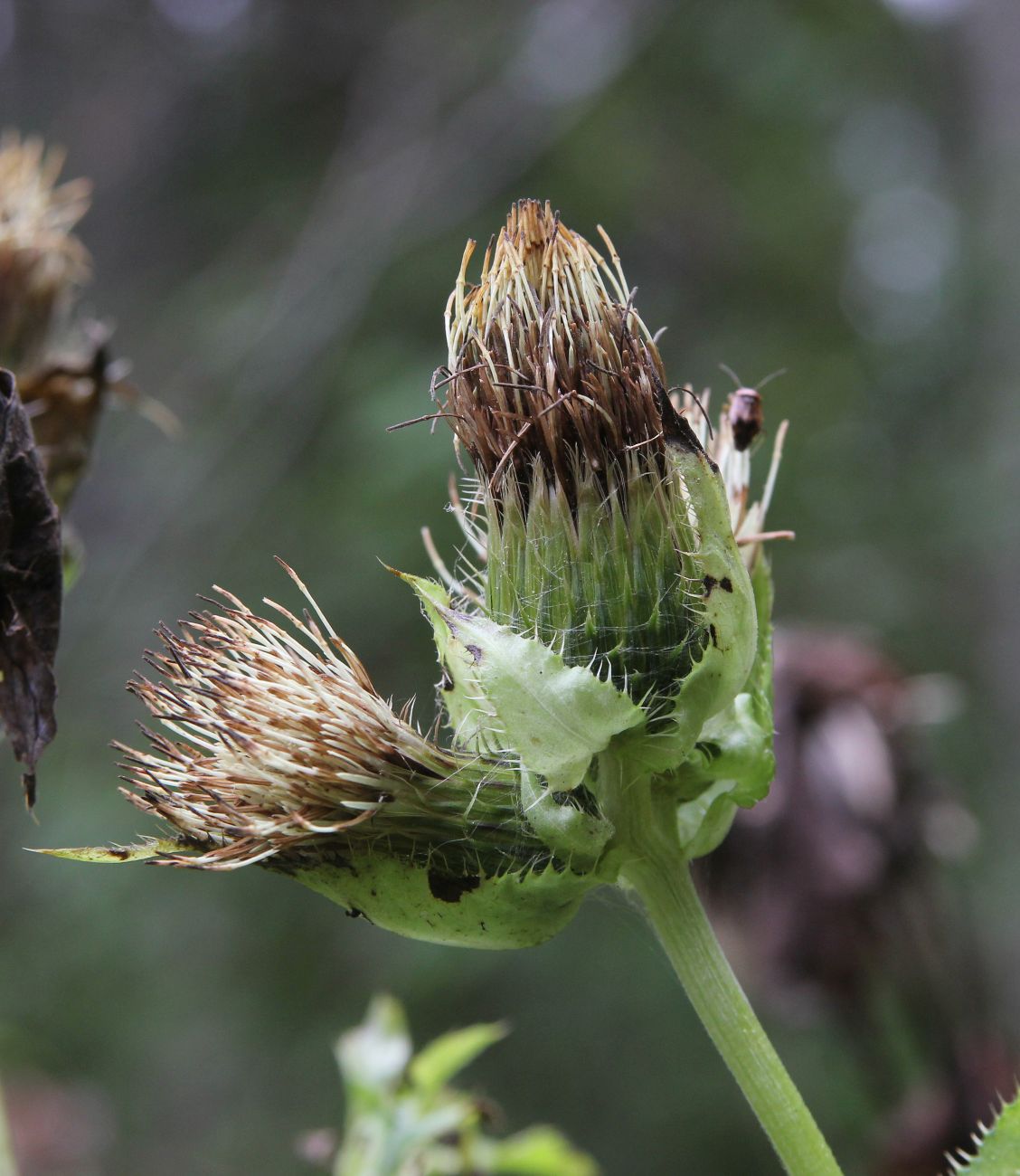 Image of Cirsium oleraceum specimen.