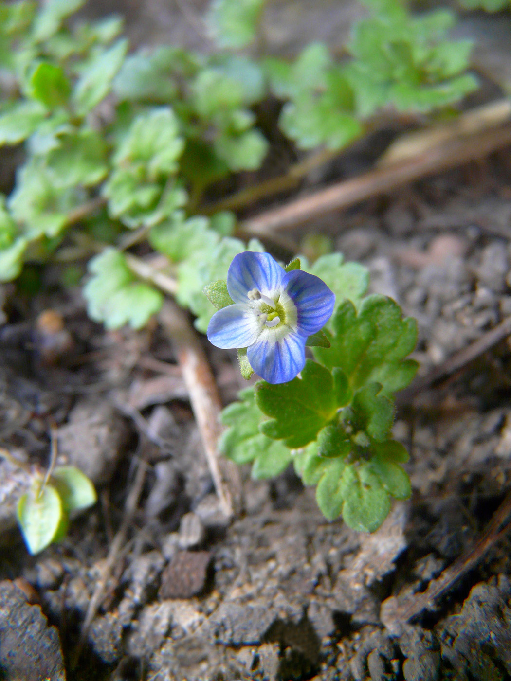 Image of Veronica persica specimen.