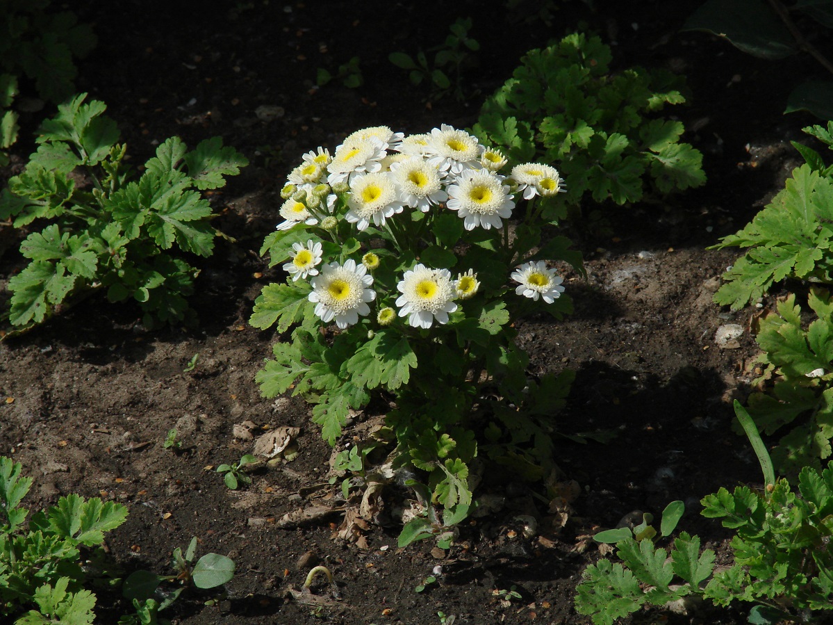 Изображение особи Pyrethrum parthenium.