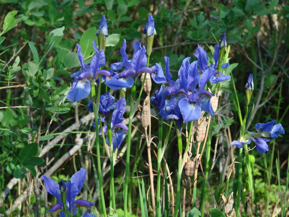 Изображение особи Iris sanguinea.