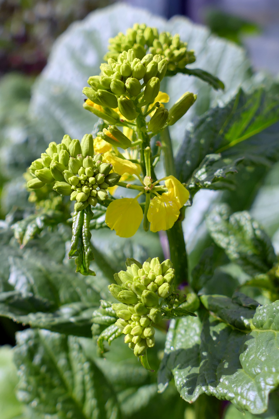 Изображение особи Brassica rapa.