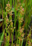 Juncus articulatus. Верхушки цветущих растений. Приморский край, Ольгинский р-н, 6 км Ю-В с. Милоградово, бух. Красная Скала. 12.08.2009.