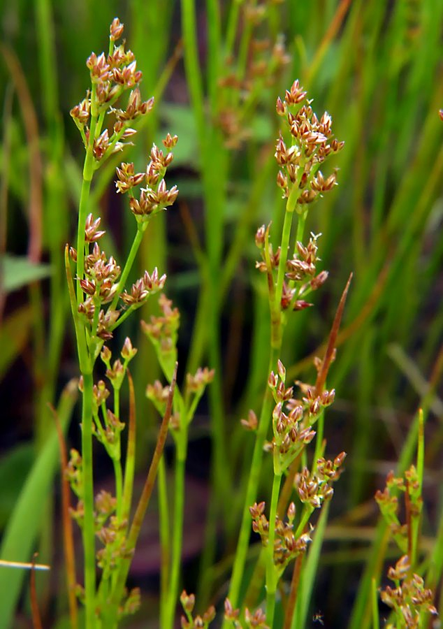 Изображение особи Juncus articulatus.