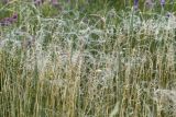 genus Stipa