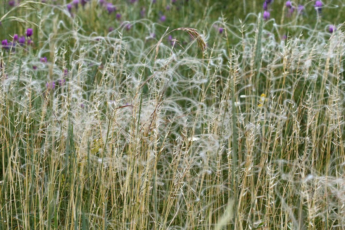 Изображение особи род Stipa.