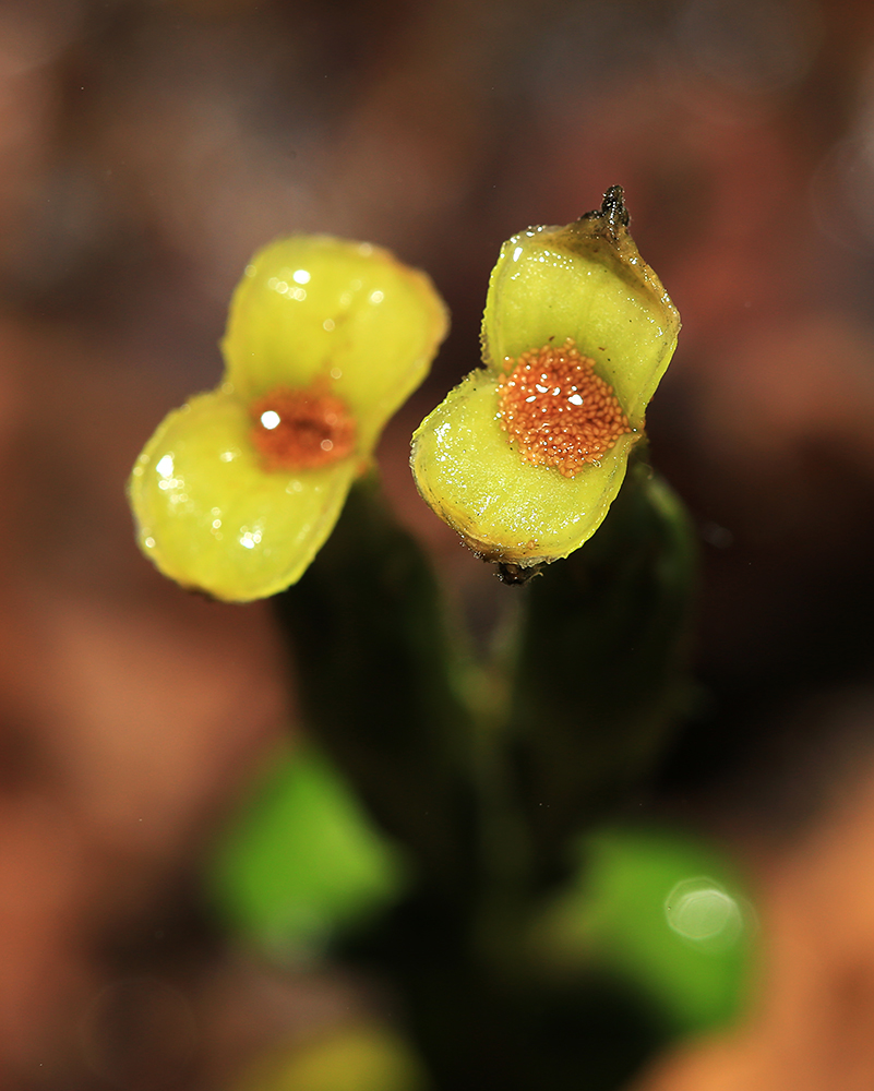 Image of Gentiana zollingeri specimen.