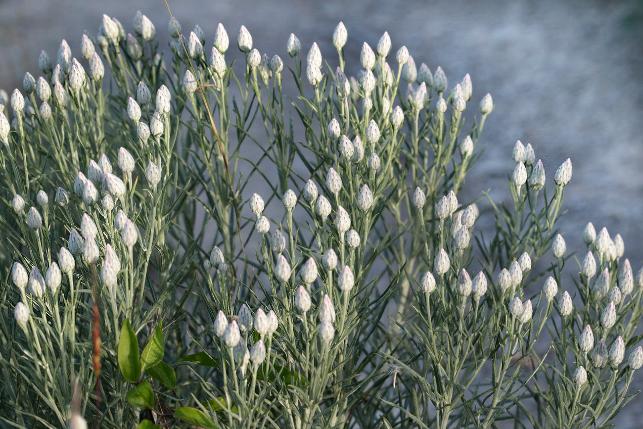 Image of Jurinea stoechadifolia specimen.