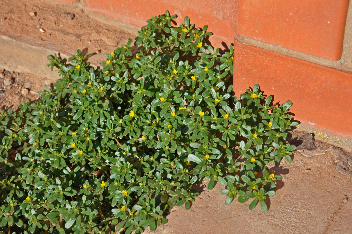 Image of Portulaca oleracea specimen.