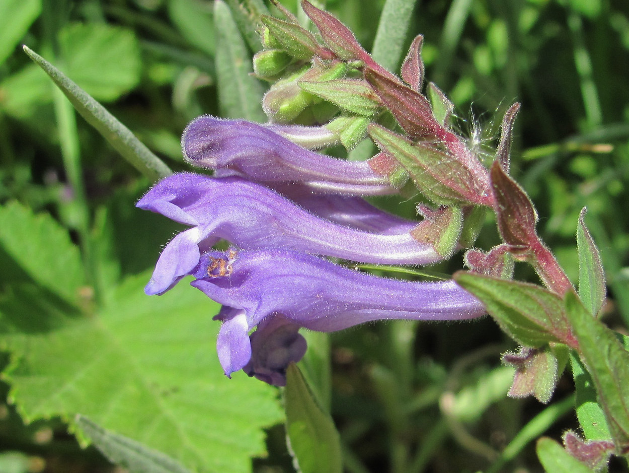 Image of Scutellaria hastifolia specimen.