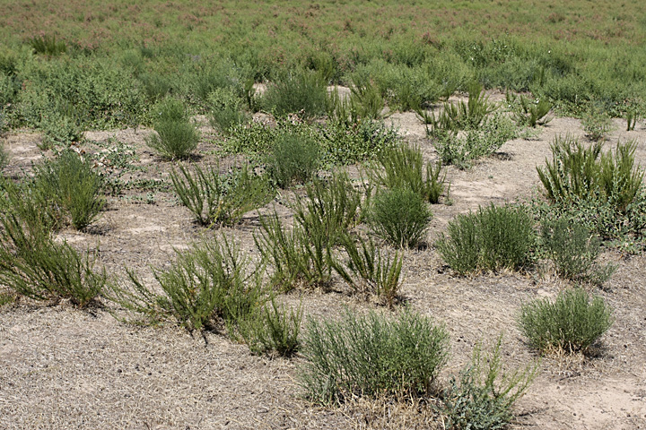 Image of Artemisia cina specimen.