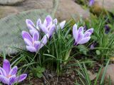 Crocus vernus