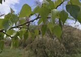 Populus nigra