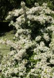 род Pyracantha. Цветущее растение. Краснодарский край, г. Сочи, Дендрарий. 18.05.2021.